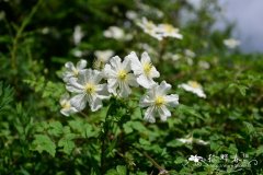 美花铁线莲Clematis potaninii