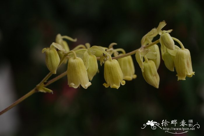 长花铁线莲Clematis rehderiana