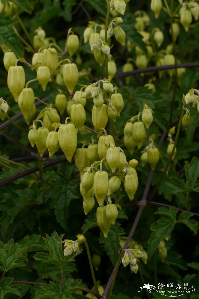 长花铁线莲Clematis rehderiana