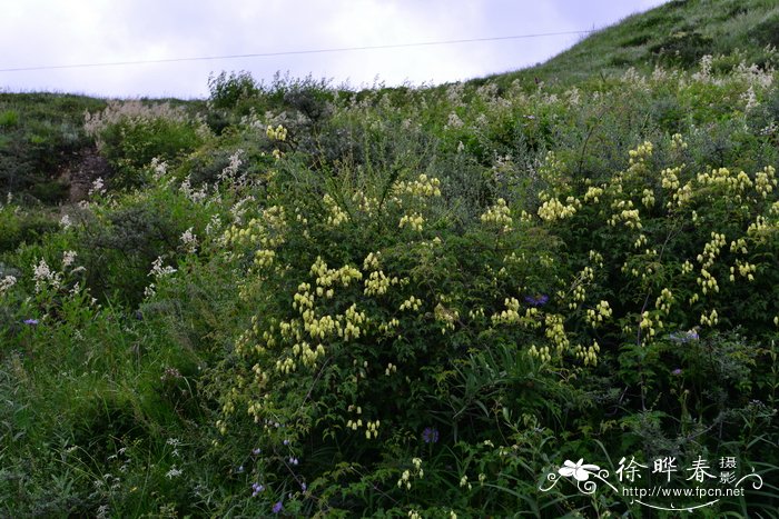 长花铁线莲Clematis rehderiana