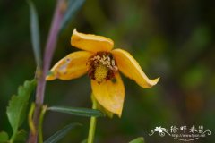 甘青铁线莲 Clematis tangutica