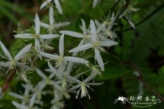 柱果铁线莲Clematis uncinata