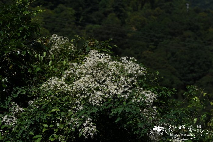 柱果铁线莲Clematis uncinata