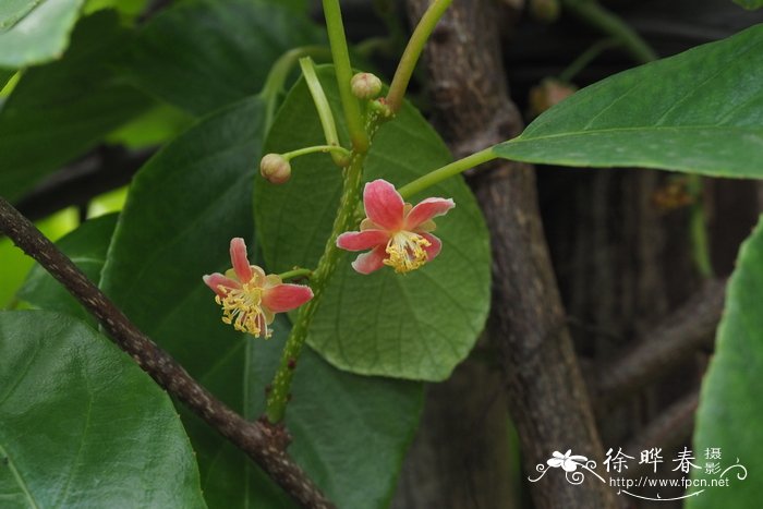 毛花猕猴桃Actinidia eriantha