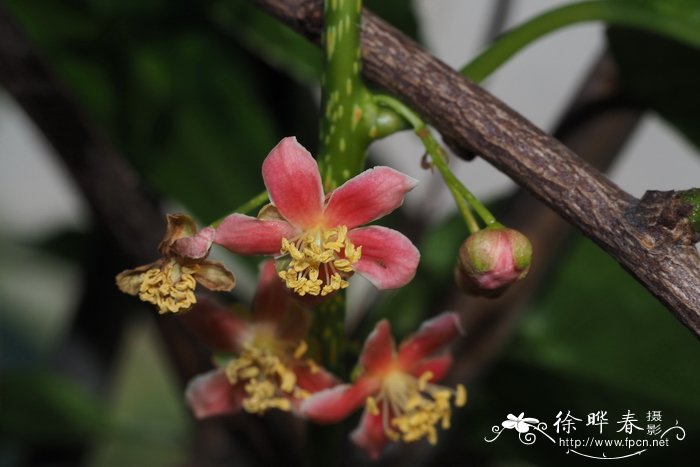 毛花猕猴桃Actinidia eriantha