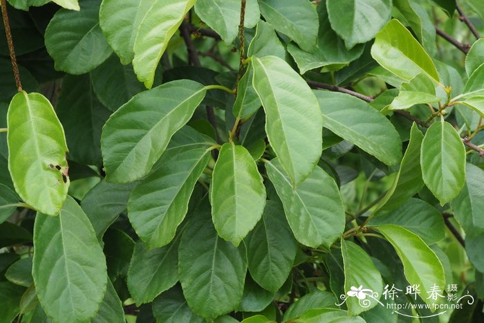 毛花猕猴桃Actinidia eriantha