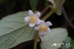 黄毛猕猴桃Actinidia fulvicoma