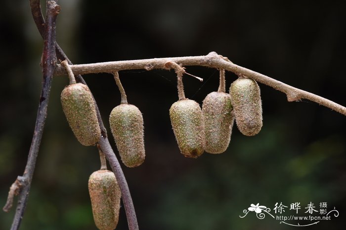 黄毛猕猴桃Actinidia fulvicoma