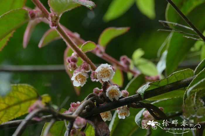 黄毛猕猴桃Actinidia fulvicoma