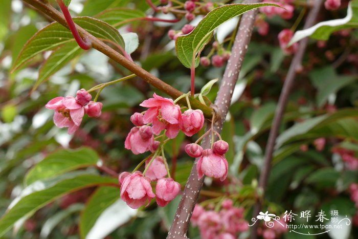 贡山猕猴桃Actinidia pilosula