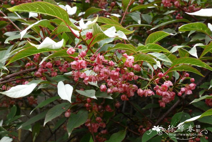 贡山猕猴桃Actinidia pilosula