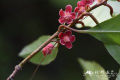 革叶猕猴桃Actinidia rubricaulis var. coriacea