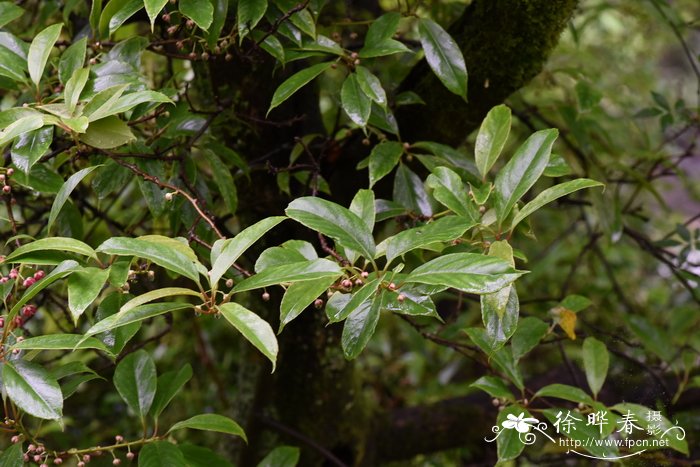革叶猕猴桃Actinidia rubricaulis var. coriacea