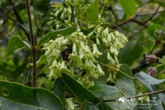 五风藤 Holboellia angustifolia