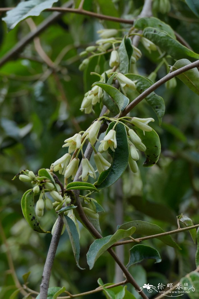 五风藤 Holboellia angustifolia