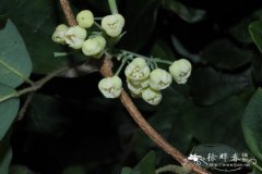 三叶南美木通Boquila trifoliata