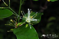 广州槌果藤Capparis cantoniensis