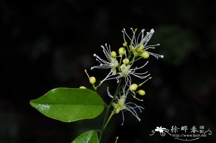 广州槌果藤Capparis cantoniensis