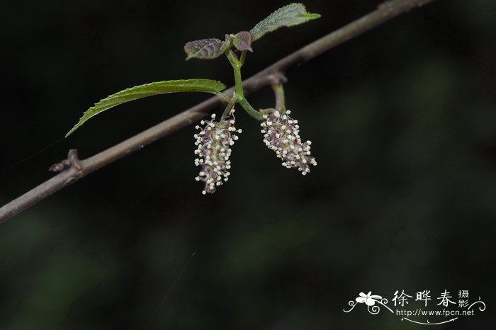 藤构Broussonetia kaempferi var. australis