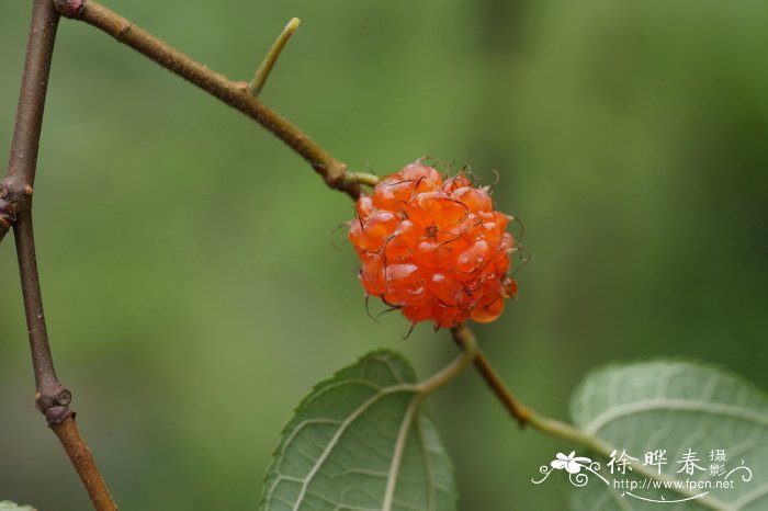 藤构Broussonetia kaempferi var. australis