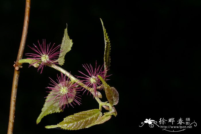 藤构Broussonetia kaempferi var. australis