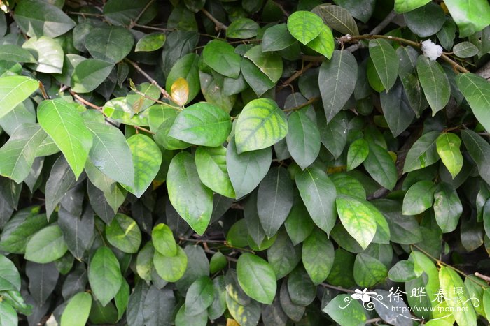 珍珠莲Ficus sarmentosa var. henryi