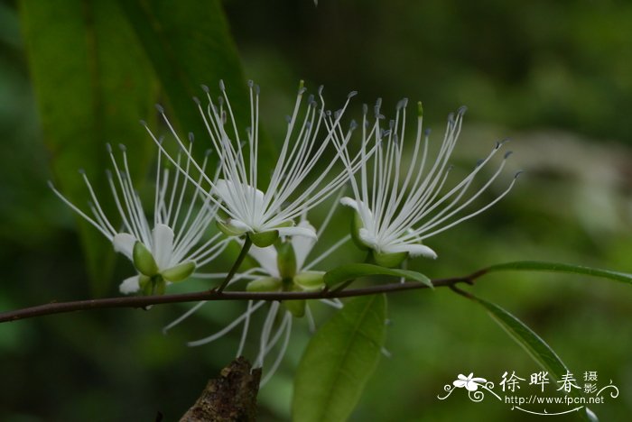 独行千里,尖叶槌果藤Capparis acutifolia