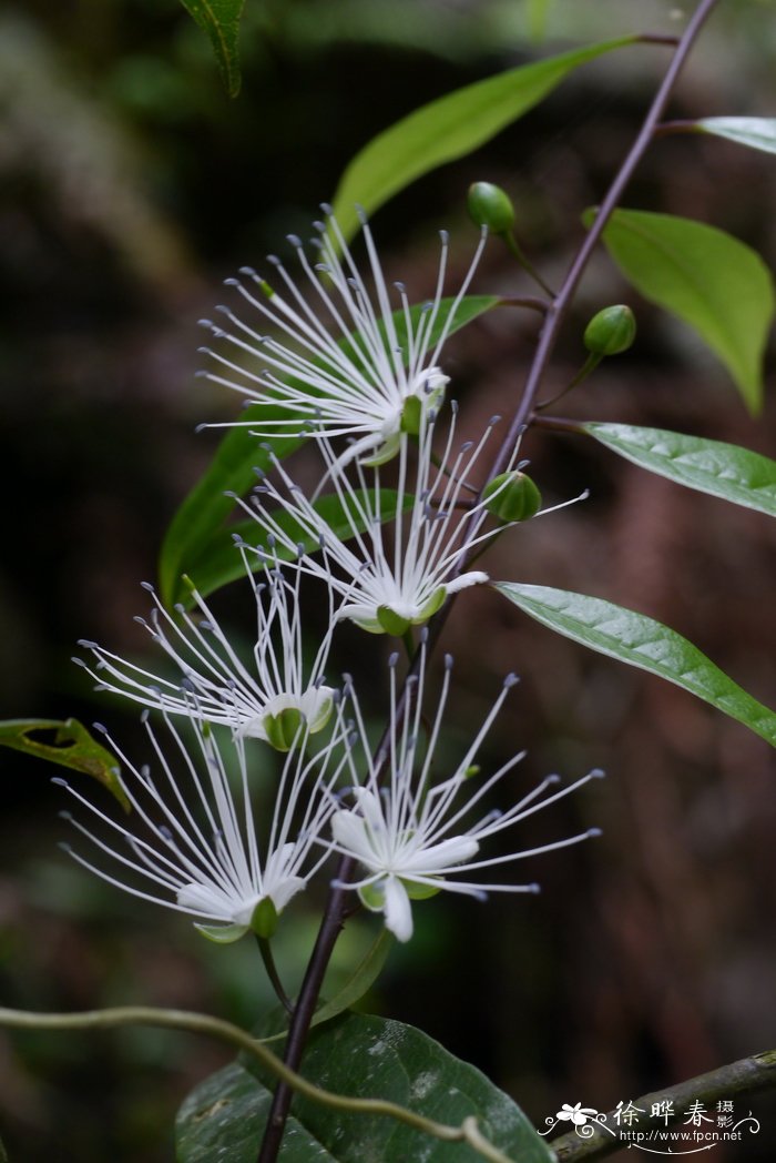 独行千里,尖叶槌果藤Capparis acutifolia