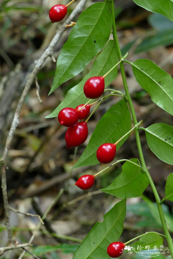 独行千里,尖叶槌果藤Capparis acutifolia