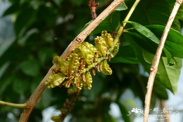 巴拉圭风车子Combretum paraguariense