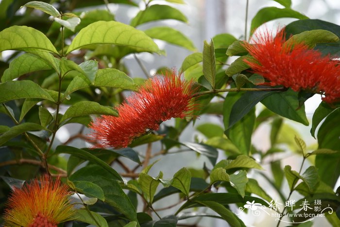 巴拉圭风车子Combretum paraguariense