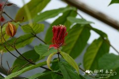 玉叶金花状使君子Quisqualis falcata var. mussaendiflora