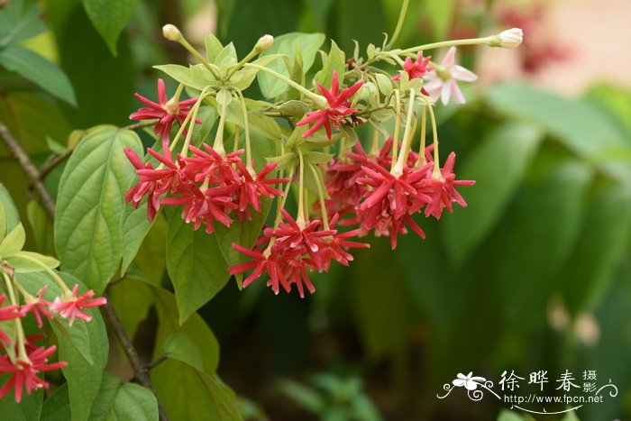 重瓣使君子Quisqualis indica‘Double Flowered’