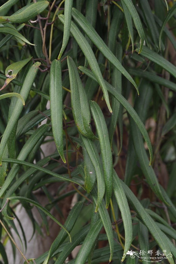 柳叶薯蓣Dioscorea lineari-cordata