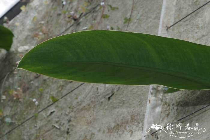 Philodendron crassipetiolatum