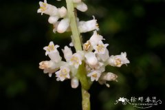金灯藤 Cuscuta japonica