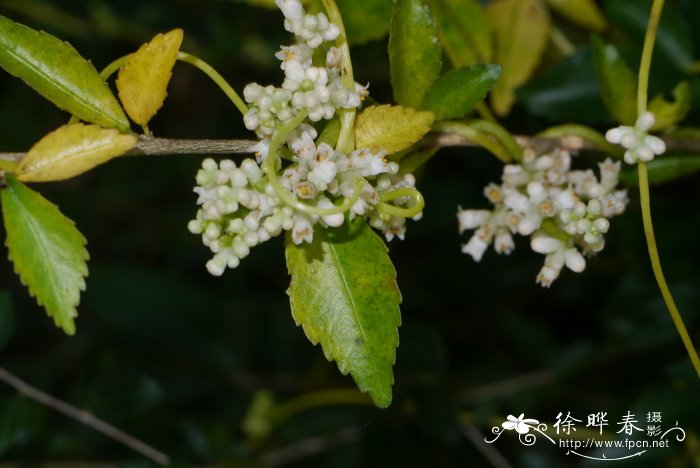 金灯藤 Cuscuta japonica