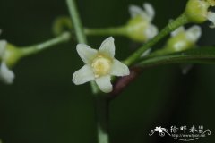 青江藤Celastrus hindsii