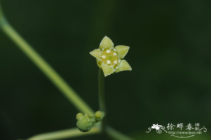 赤苍藤 Erythropalum scandens