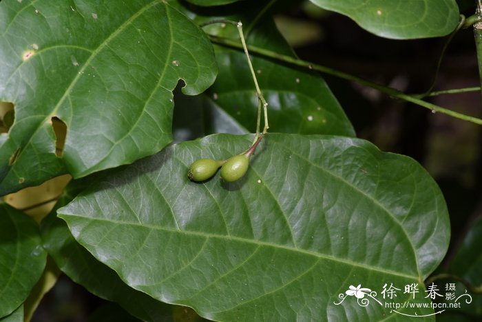 赤苍藤 Erythropalum scandens