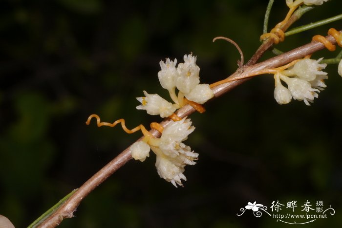 菟丝子Cuscuta chinensis