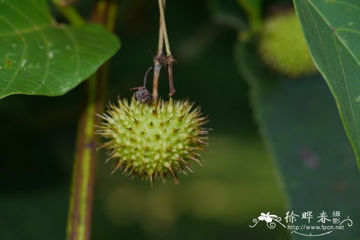 全缘刺果藤byttneria integrifolia