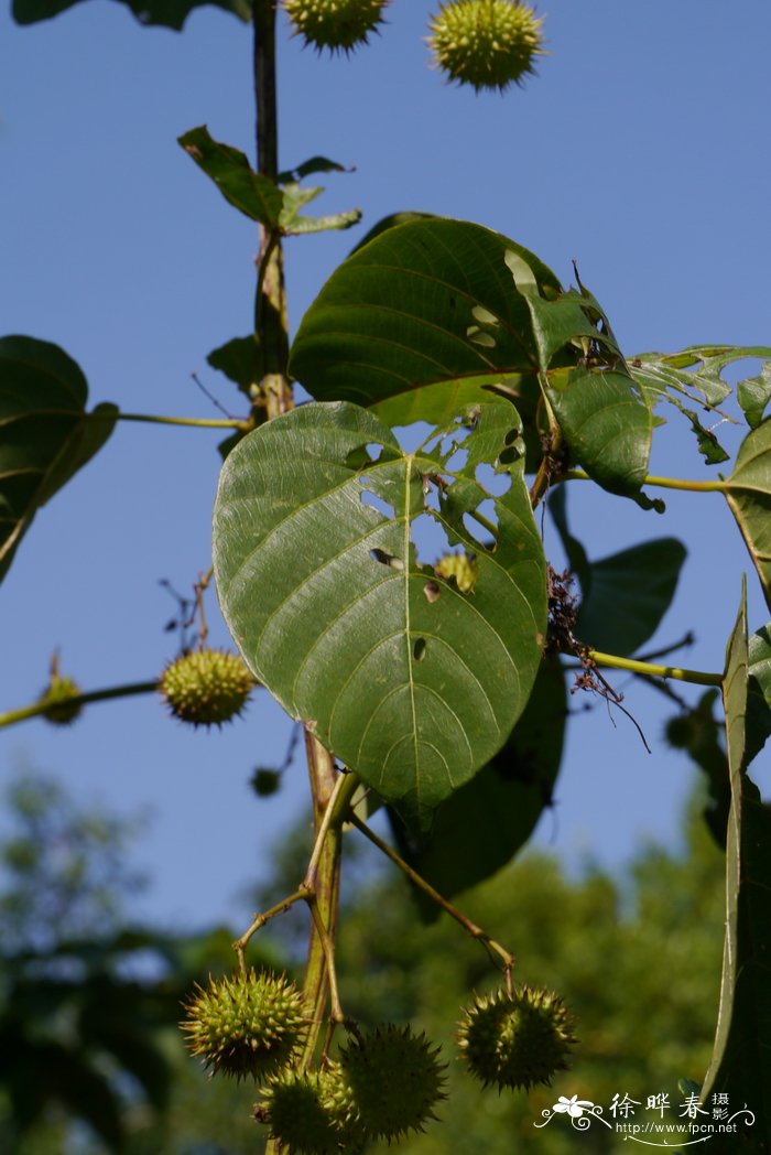 全缘刺果藤Byttneria integrifolia