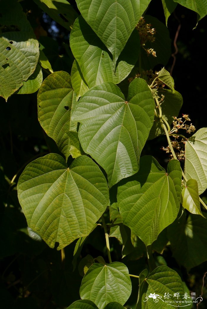 粗毛刺果藤Byttneria pilosa