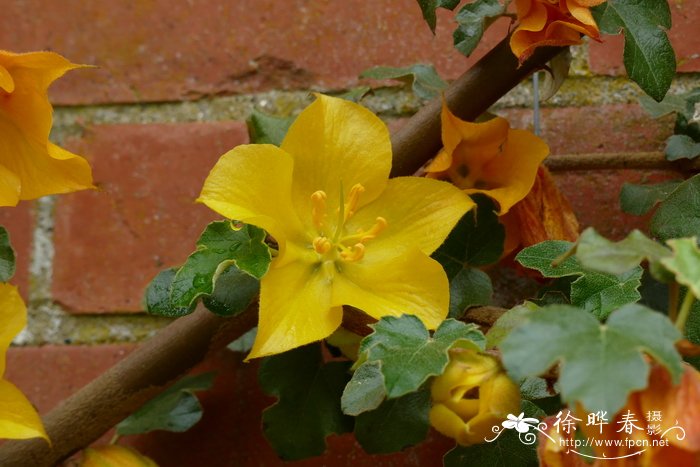 ‘加州之光’法兰绒Fremontodendron ‘California Glory’