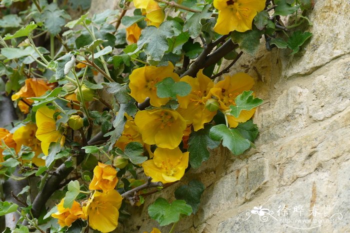 ‘加州之光’法兰绒Fremontodendron ‘California Glory’