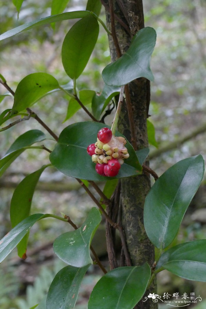 南五味子Kadsura longipedunculata