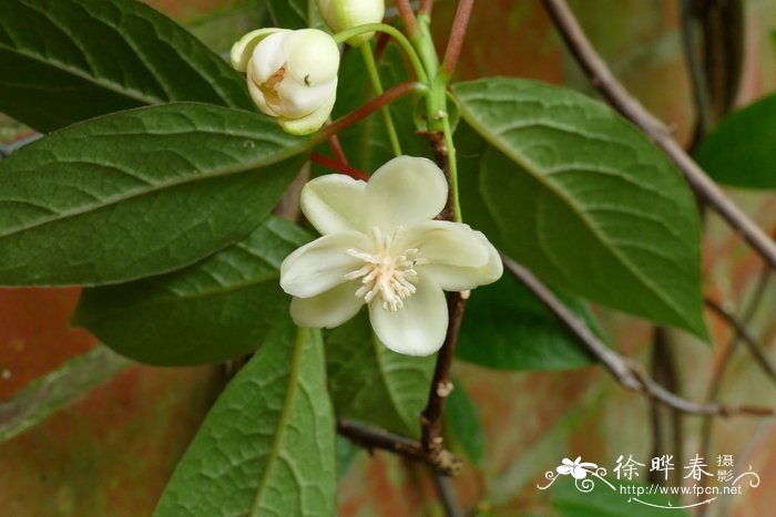 大花五味子Schisandra grandiflora