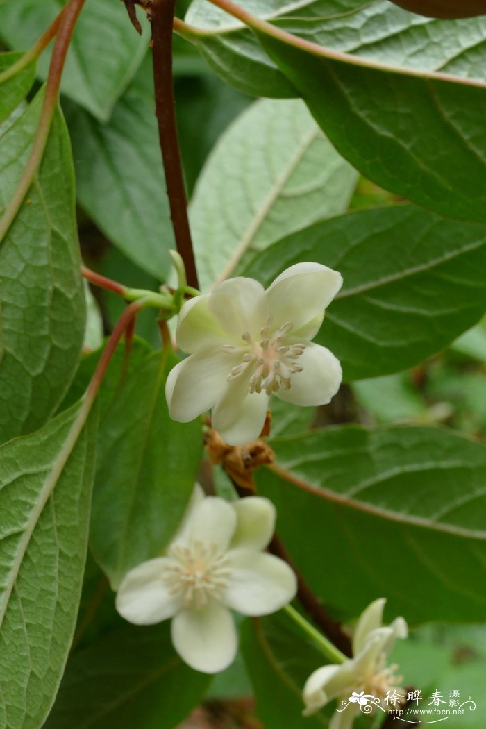 大花五味子Schisandra grandiflora