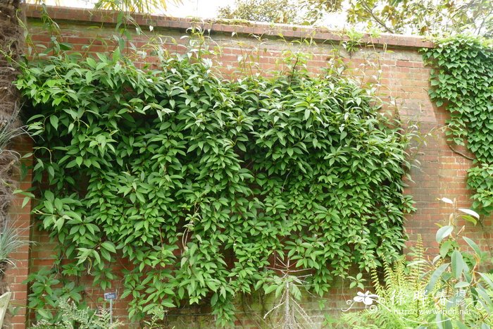 大花五味子Schisandra grandiflora